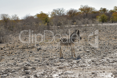 Zebra in Namibia Afrika