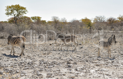 Zebra in Namibia Afrika