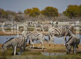 Zebra in Namibia Afrika
