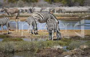 Zebra in Namibia Afrika