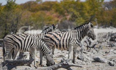 Zebra in Namibia Afrika