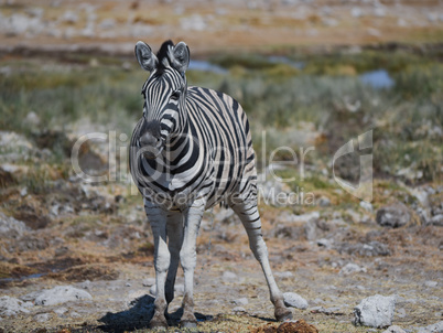 Zebra in Namibia Afrika