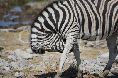 Zebra in Namibia Afrika