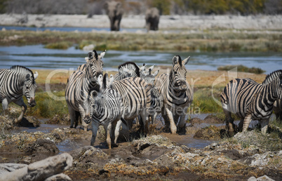 Zebra in Namibia Afrika