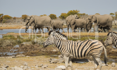 Elefantenherde in Namibia Afrika