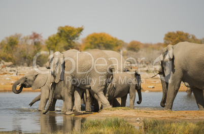 Elefantenherde in Namibia Afrika