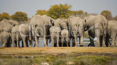 Elefantenherde in Namibia Afrika