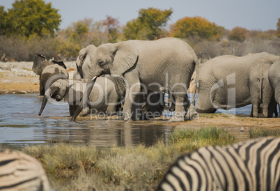 Elefantenherde in Namibia Afrika