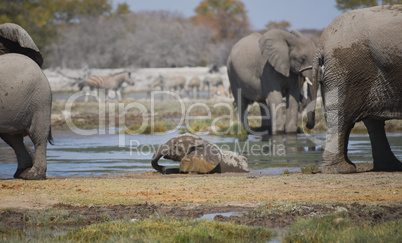 Elefantenherde in Namibia Afrika