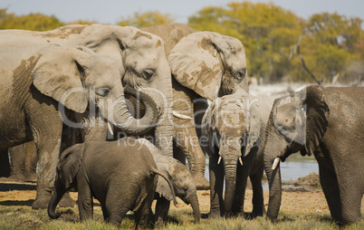 Elefantenherde in Namibia Afrika