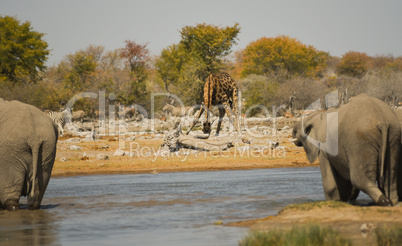 Giraffen in Namibia Afrika