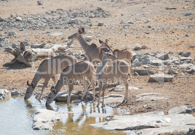 Kudu in der Savanne vom Etosha Nationalpark