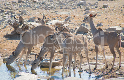 Kudu in der Savanne vom Etosha Nationalpark