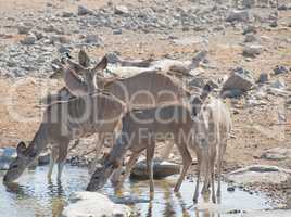 Kudu in der Savanne vom Etosha Nationalpark