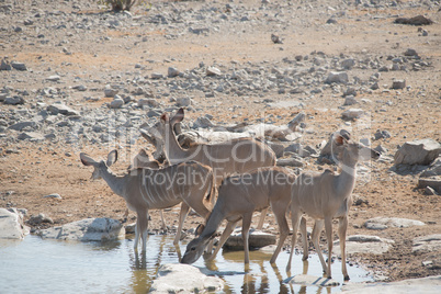 Kudu in der Savanne