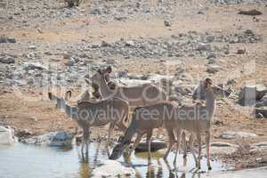 Kudu in der Savanne