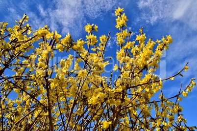 Forsythienstrauch