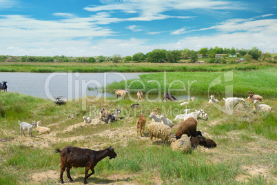 Herd of goats on the lake