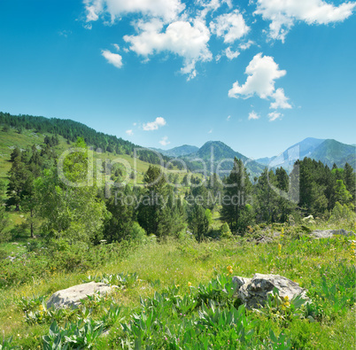 Beautiful pine trees on background high mountains