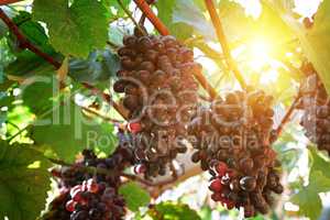 ripe grapes in the sun