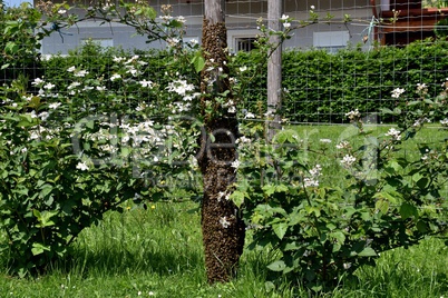 Bienenschwarm auf einem Zaunpfahl