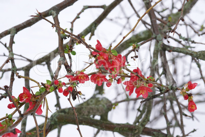 red camellia flowers in winter