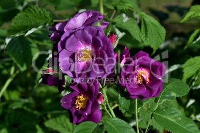 Rose Rhapsody in Blue