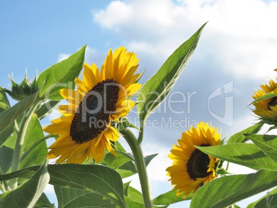 Sonnenblumen