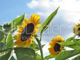 Sonnenblumen