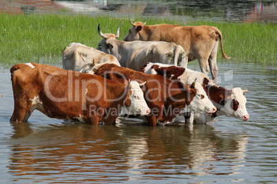 cows standing in water