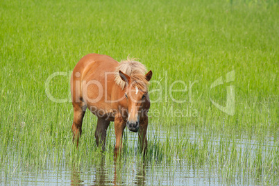 horse standing in water
