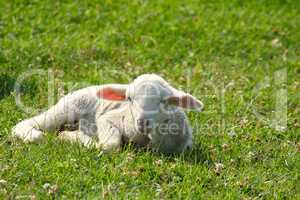 little white lamb lying in pasture