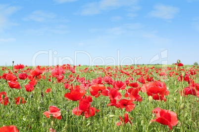 meadow with poppy flowers