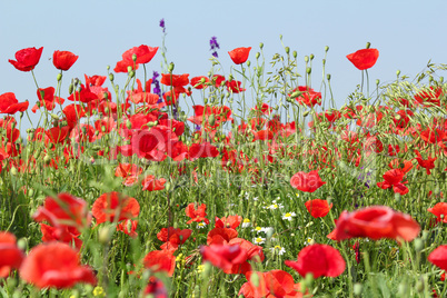 poppy flowers meadow