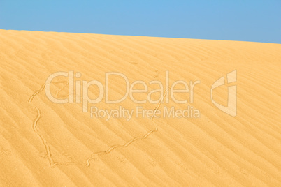 sand dune with snake trail