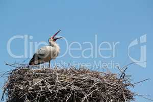 white stork standing in nest
