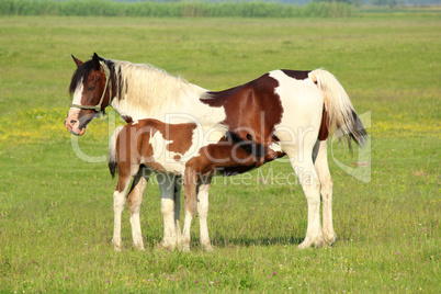 foal feeding with milk