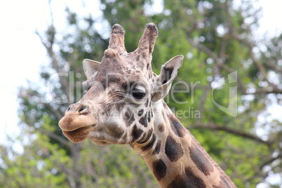 giraffe head