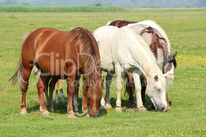 horses in pasture