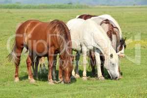 horses in pasture