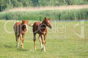 two brown foals running