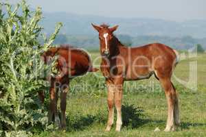 two brown foals