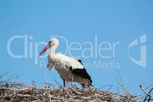 white stork in nest