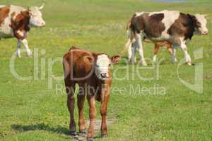 brown calf and cows in pasture