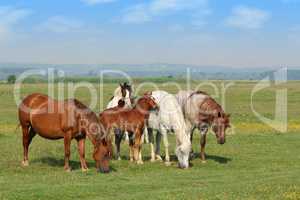 horses and foal in pasture