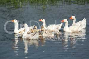 white geese family swimming