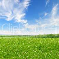 green field and blue sky with light clouds