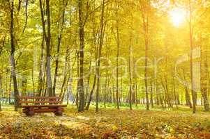 beautiful autumn park and sunrise