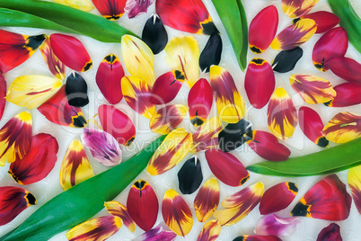 Background image: petals and leaves of tulips.