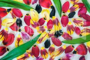 Background image: petals and leaves of tulips.
